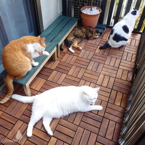 coco & fumi & Lin & Ryu