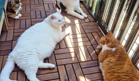 coco & fumi & Lin & Ryu