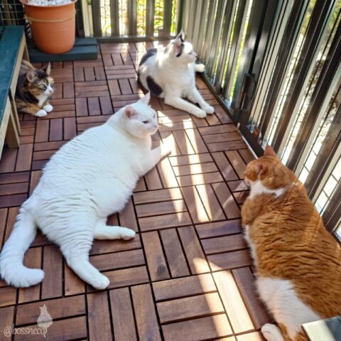 coco & fumi & Lin & Ryu