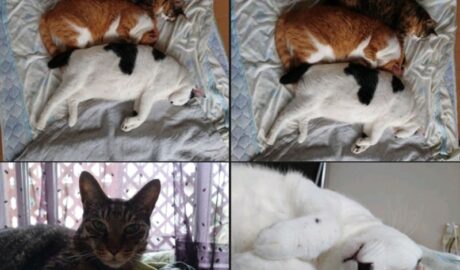 mark & coco & fumi & Lin