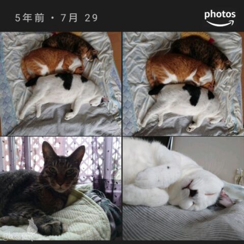 mark & coco & fumi & Lin