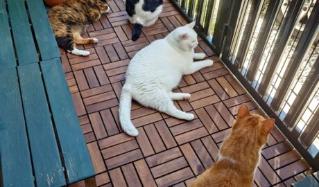 coco & fumi & Lin & Ryu