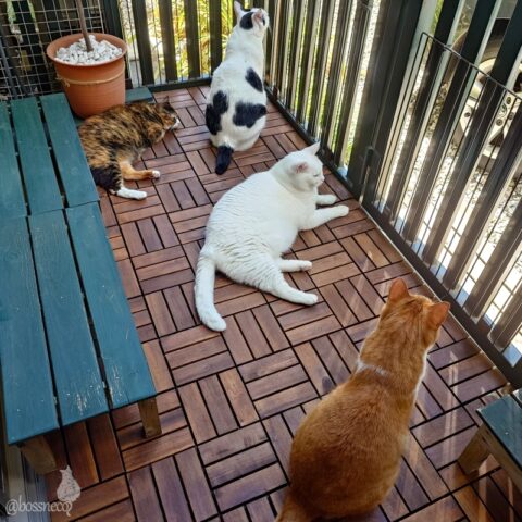 coco & fumi & Lin & Ryu