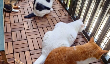 coco & fumi & Lin & Ryu