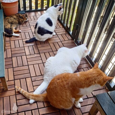 coco & fumi & Lin & Ryu