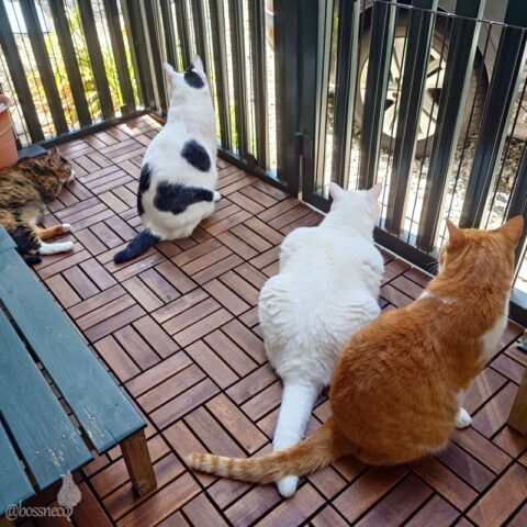 coco & fumi & Lin & Ryu