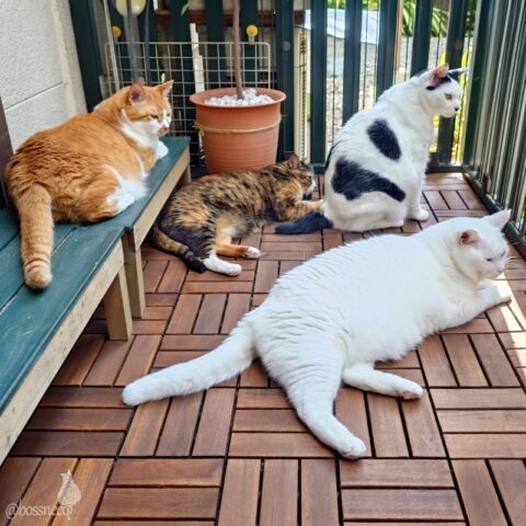 coco & fumi & Lin & Ryu