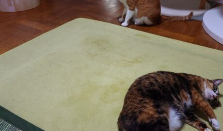 coco & fumi & Lin & Ryu