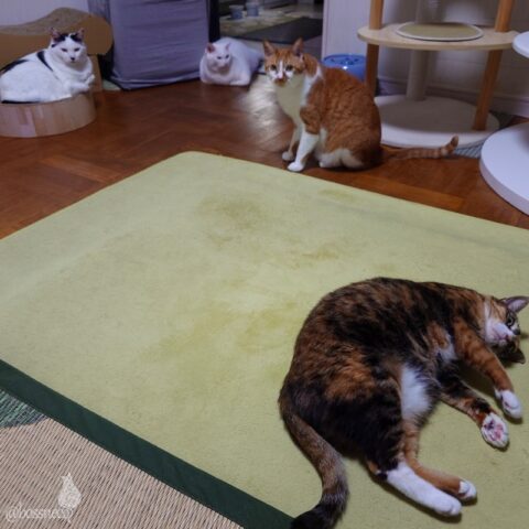 coco & fumi & Lin & Ryu