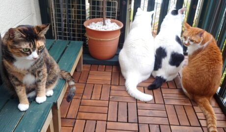 coco & fumi & Lin & Ryu