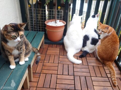 coco & fumi & Lin & Ryu