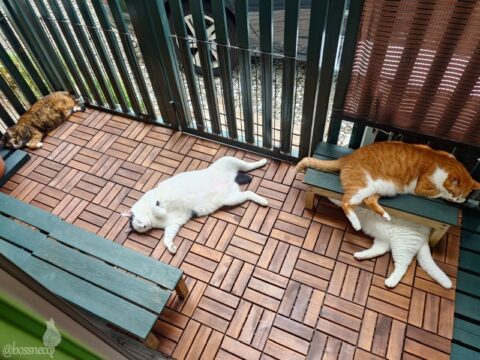 coco & fumi & Lin & Ryu