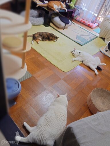 coco & fumi & Lin & Ryu