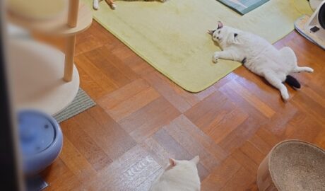 coco & fumi & Lin & Ryu