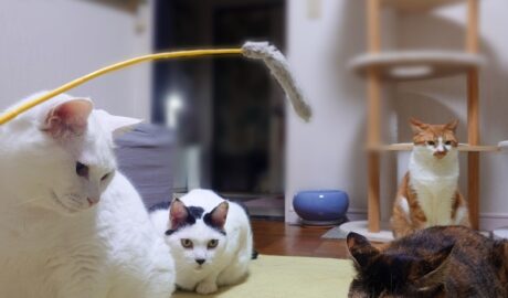 coco & fumi & Lin & Ryu