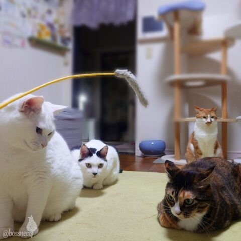 coco & fumi & Lin & Ryu