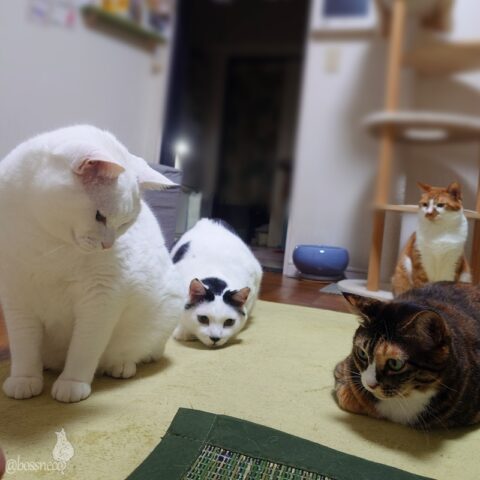 coco & fumi & Lin & Ryu