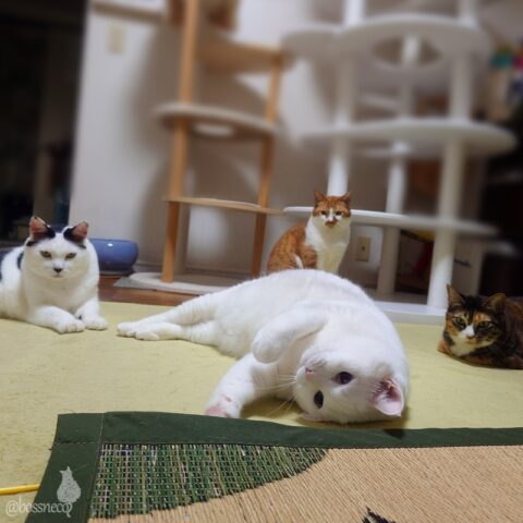 coco & fumi & Lin & Ryu