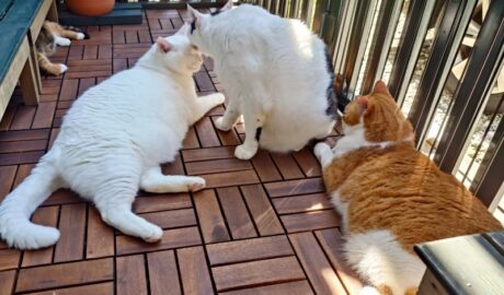 coco & fumi & Lin & Ryu