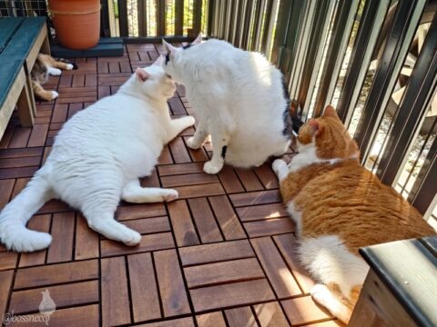 coco & fumi & Lin & Ryu