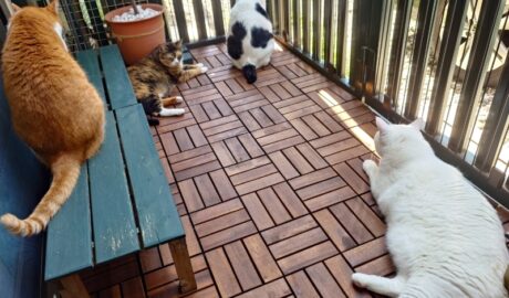 coco & fumi & Lin & Ryu