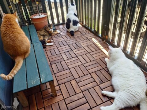 coco & fumi & Lin & Ryu