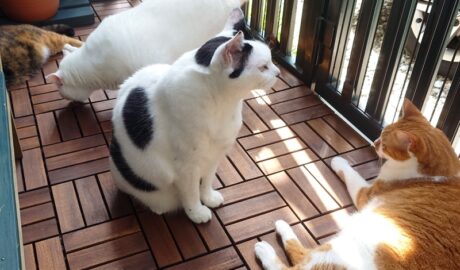 coco & fumi & Lin & Ryu