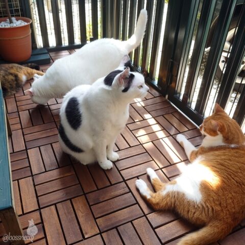 coco & fumi & Lin & Ryu