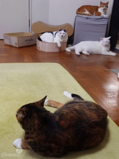 coco & fumi & Lin & Ryu