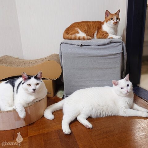 coco & fumi & Ryu