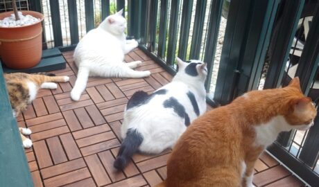 coco & fumi & Lin & Ryu