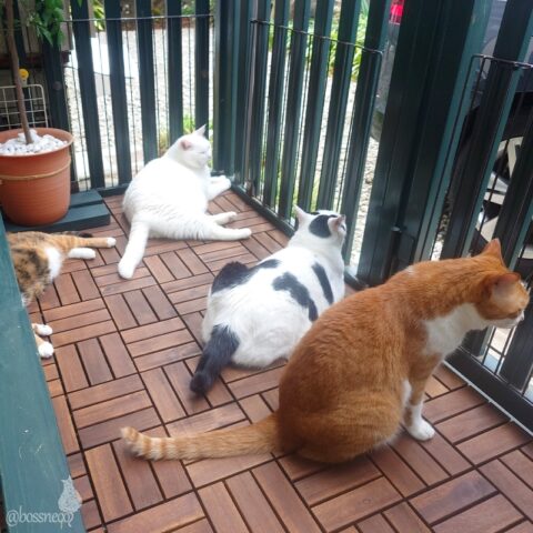 coco & fumi & Lin & Ryu