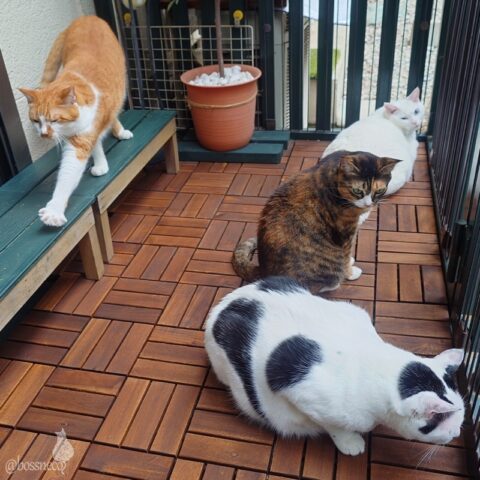 coco & fumi & Lin & Ryu