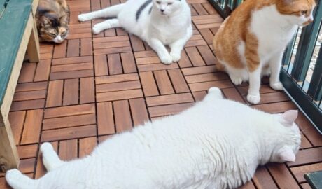 coco & fumi & Lin & Ryu