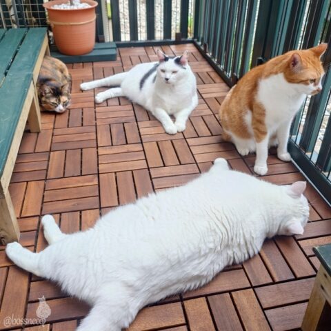 coco & fumi & Lin & Ryu