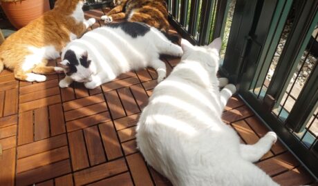 coco & fumi & Lin & Ryu