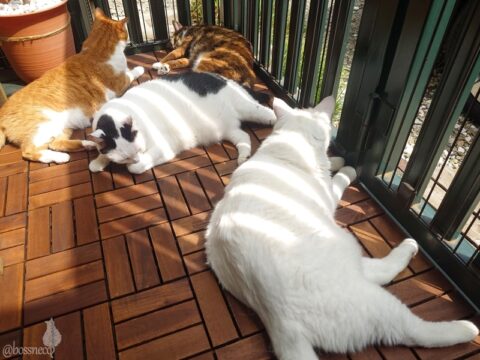 coco & fumi & Lin & Ryu