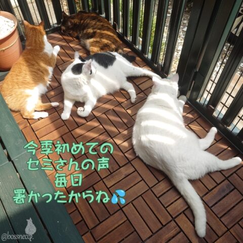 coco & fumi & Lin & Ryu