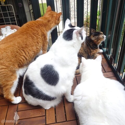 coco & fumi & Lin & Ryu