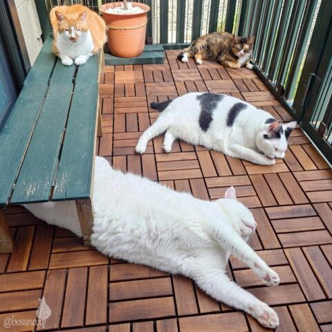 coco & fumi & Lin & Ryu