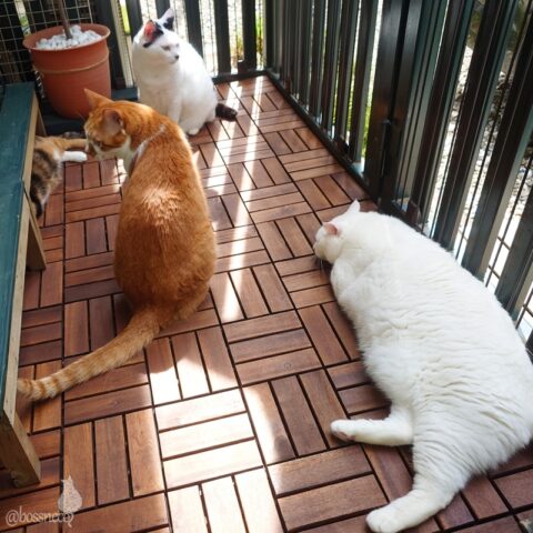 coco & fumi & Lin & Ryu