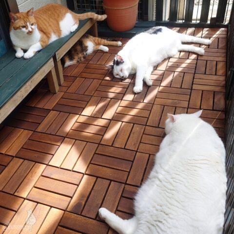 coco & fumi & Lin & Ryu