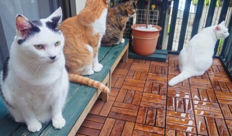 coco & fumi & Lin & Ryu