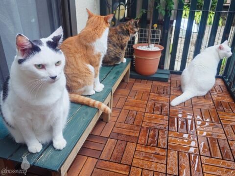 coco & fumi & Lin & Ryu