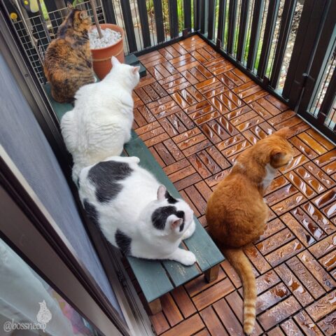 coco & fumi & Lin & Ryu