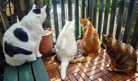 coco & fumi & Lin & Ryu