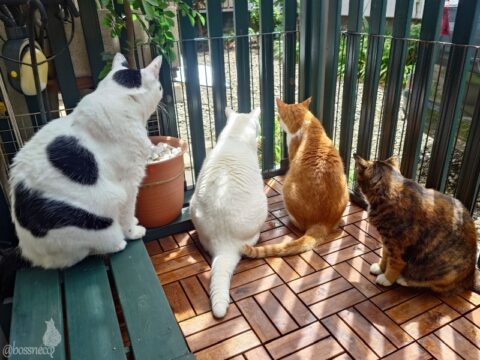 coco & fumi & Lin & Ryu