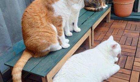 coco & fumi & Lin & Ryu