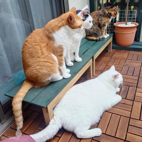 coco & fumi & Lin & Ryu