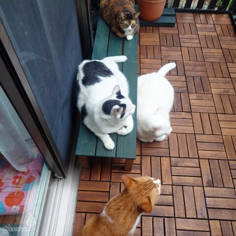 coco & fumi & Lin & Ryu